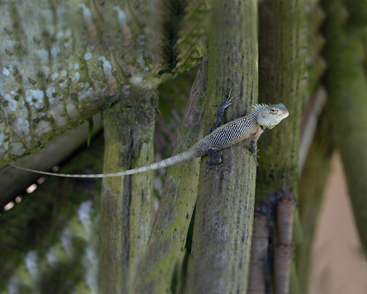 Bloodsucker Lizard - Adult